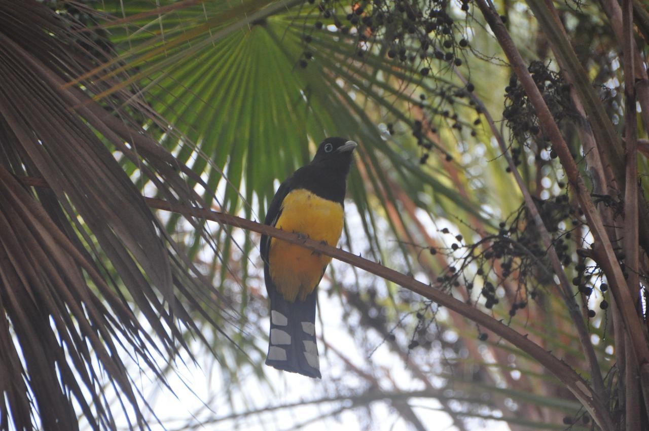 Sabal Beach Hotel Monkey River Town Eksteriør billede